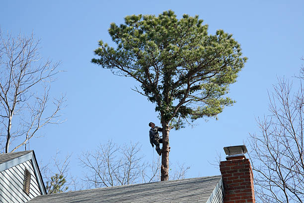 Trusted Gibsonburg, OH Tree Care Experts